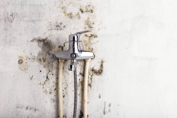 Best Office Mold Removal Services  in Pine Grove, PA