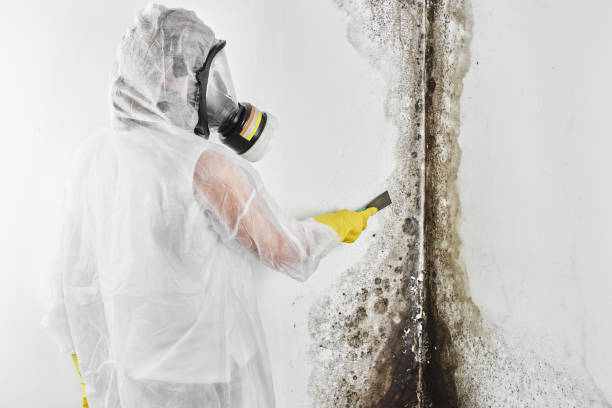 Best Certified Mold Removal  in Pine Grove, PA