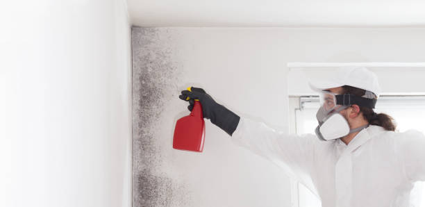 Mold Testing and Removal in Pine Grove, PA