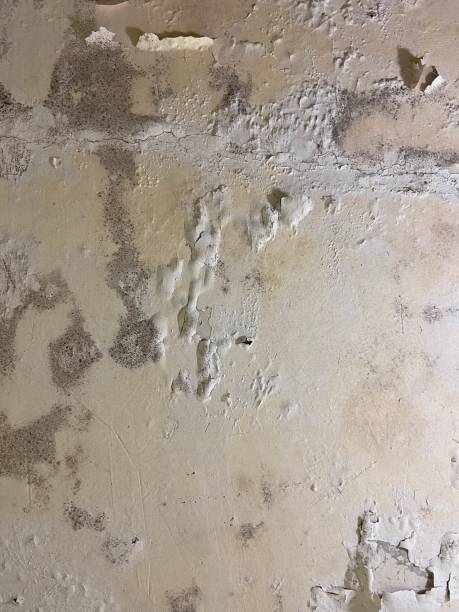Best Mold Removal Near Me  in Pine Grove, PA