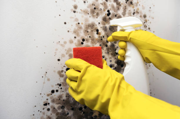 Professional Mold Removal in Pine Grove, PA