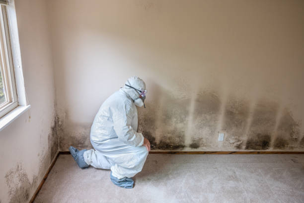 Best Crawl Space Mold Removal  in Pine Grove, PA