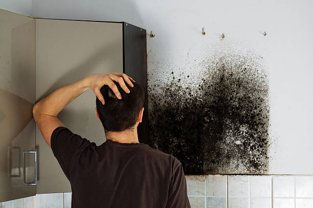 Best Best Mold Removal Companies  in Pine Grove, PA